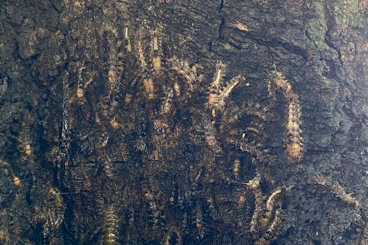 ULAT BULU,-- Inilah koloni ulat bulu yang hidup di pohon mangga di  SDN Kincang 01, Kecamatan Jiwan, Kabupaten Madiun. Keberadaan ulat bulu menjadikan banyak siswa dan guru mengalami gatal-gatal. 