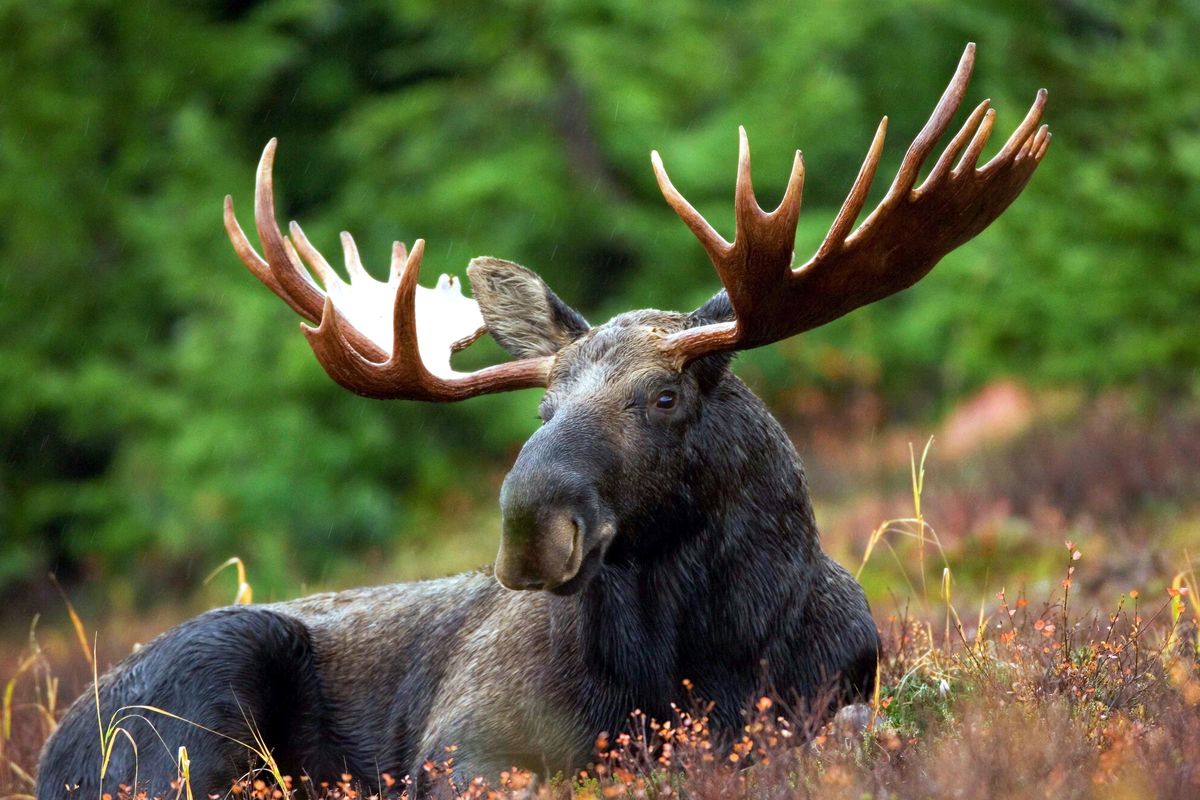 Ilustrasi moose.