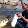Diyakini Sebagai Anaknya, Buaya 4 Meter Bernama Riska 23 Tahun Dirawat oleh Pak Ambo