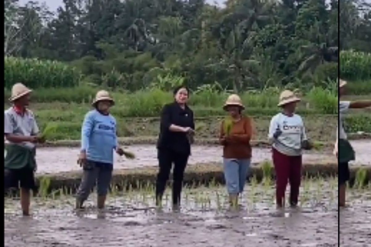 Puan Maharani menanam padi dengan gerakan maju.