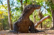 Hukum Makan Daging Biawak dalam Islam, Halal atau Haram? Ini Penjelasan Ulama