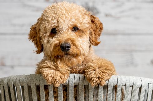 Anak Anjing Sering Tertidur, Apakah Normal?