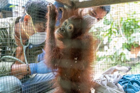 Bayi Orangutan yang Dirantai Warga di Rumah Walet Alami Cedera Kaki