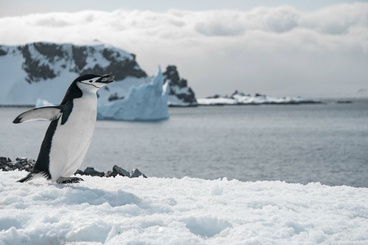 Peneliti Tegaskan Pentingnya Peran Antarktika  Bagi Iklim Global