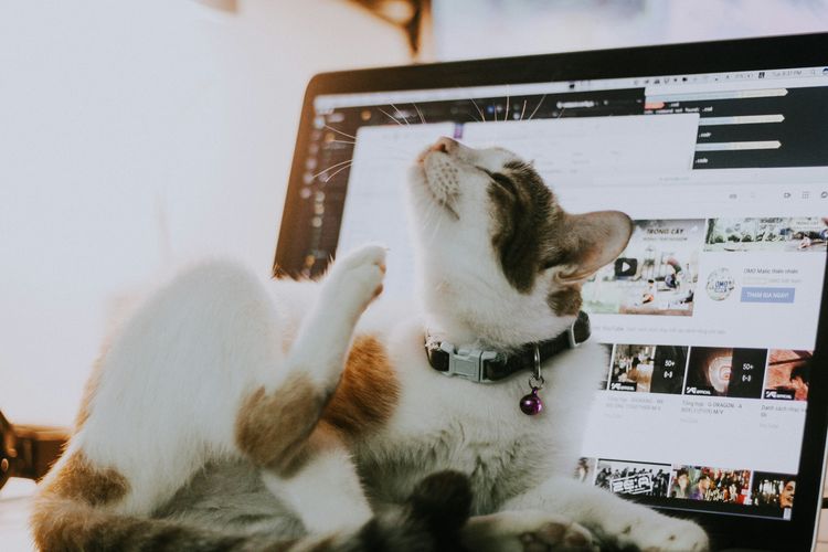 Alasan kucing suka duduk di atas laptop.