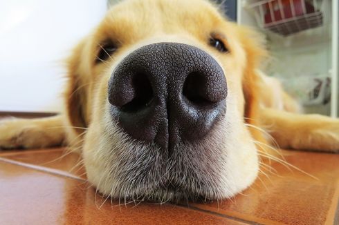 Kenapa Hidung Anjing Basah? Ini 4 Penyebabnya
