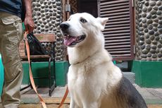 Misa Kudus Gereja Kampung Sawah Dijaga Anjing Penjaga dari Qirik Community
