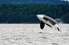 World Orca Day, Mengenal Paus Orca yang Bisa Hidup hingga 80 Tahun