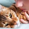 7 Tanda Kucing Mencintai Pemiliknya