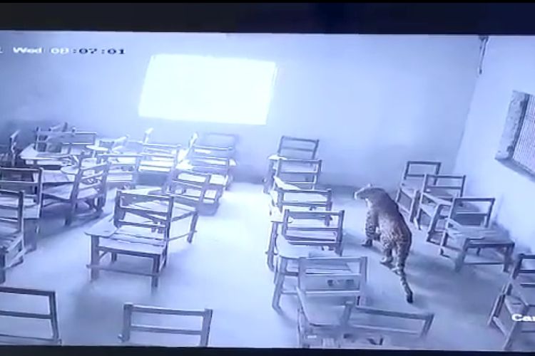 Tangkapan layar dari video CCTV yang merekam seekor macan tutul dikunci di sebuah ruang kelas setelah tiba-tiba memasuki sekolah Chaudhary Nihal Singh Inter College di Aligarh, Negara Bagian Uttar Pradesh, India, Rabu (1/12/2021).
