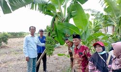 Momentum Bulan Bung Karno, DPRD Surabaya Galakkan Ketahanan Pangan