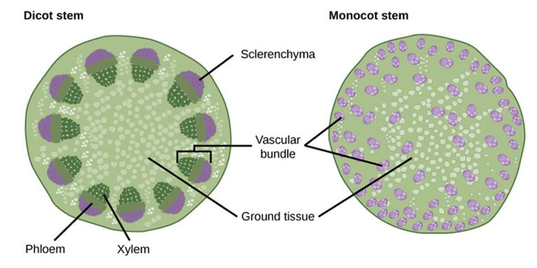 Perbedaan Berkas Pengangkut Pada Batang Monokotil Dan Dikotil