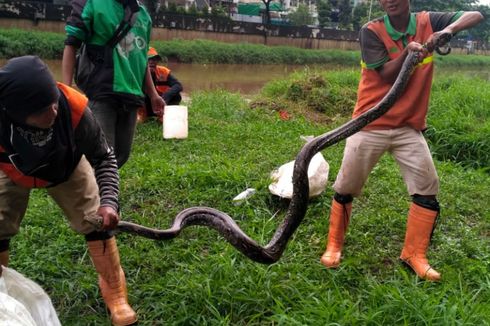 Ular Sanca Sepanjang 3 Meter Ditemukan di Bantaran Kali Pesanggrahan