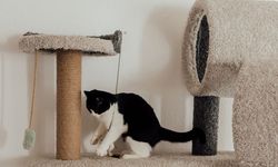 Jangan Asal Beli Cat Tree, Pilih Sesuai Kebiasaan Kucing