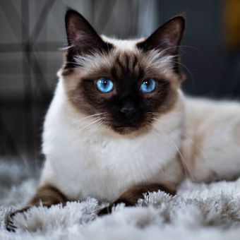 ilustrasi ras kucing dengan warna mara biru.