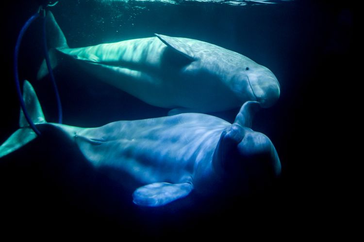 Ilustrasi paus beluga atau paus putih