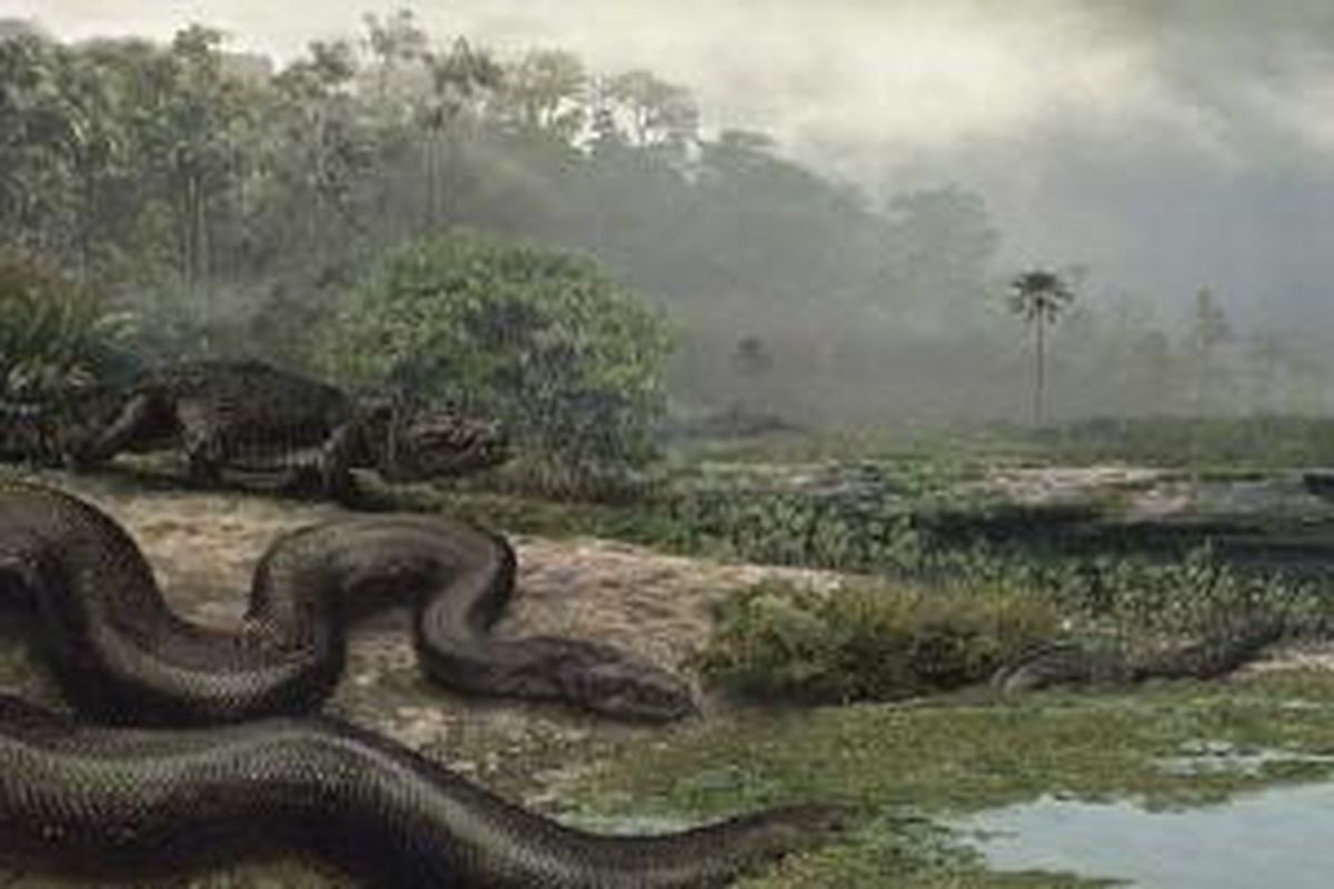 Ilustrasi Titanoboa cerrejonensis, beratnya mencapai 1,25 ton dengan panjang mencapai 12 meter. 