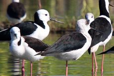 Asian Waterbird Census Dorong Warga Jadi Citizen Scientist