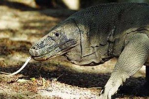 Penyebab Kematian Komodo Tunggu Otopsi