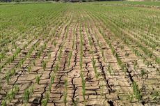 856 Hektar Sawah di Kabupaten Bandung Kekeringan, Pemerintah Masih Andalkan Tadah Hujan