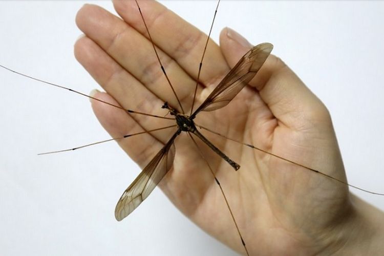 Nyamuk terbesar di dunia