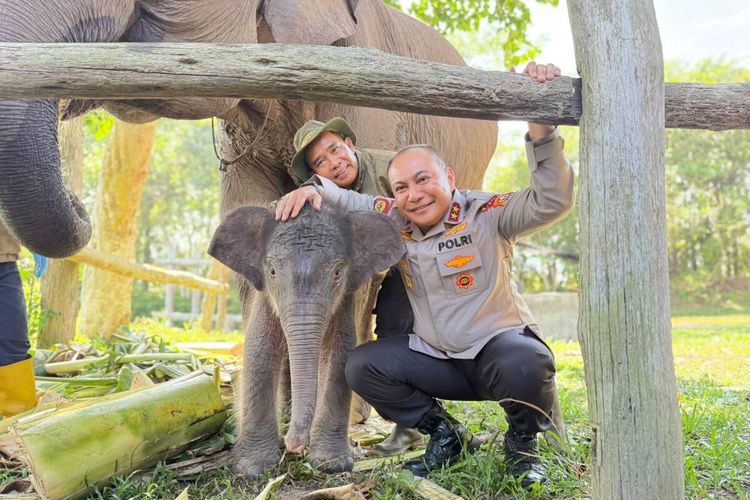 Beri Nama Bayi Gajah Nona Seroja, Kapolda Riau: Sudah Izin Bapak Menhut