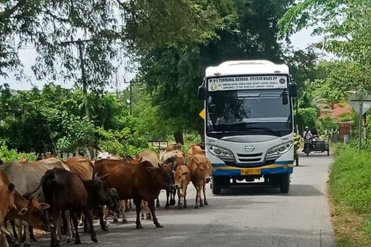 Angkutan Perintis milik Damri yang mulai beroperasi Jumat (17/1/2020). Angkutan ini beroperasi di wilayah 3T yaitu Peusangan hingga Bireuen.