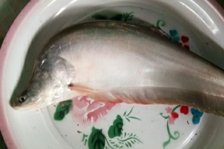 Ikan belida sumatera.