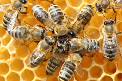 Para Ilmuwan Ajari Lebah Matematika, Ini Kisahnya