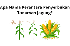 Apa Nama Perantara Penyerbukan Tanaman Jagung?