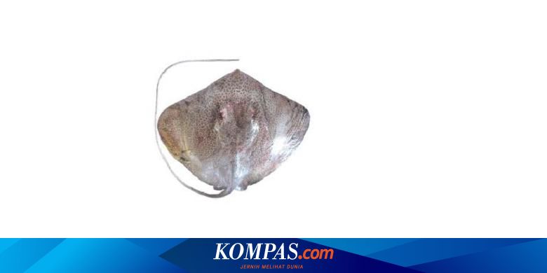 Ikan Pari Bercorak Macan Ditemukan Di Indonesia Halaman All Kompas Com