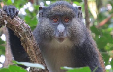 Maniak Seks, Monyet Tanzania Berhubungan dengan Spesies Berbeda