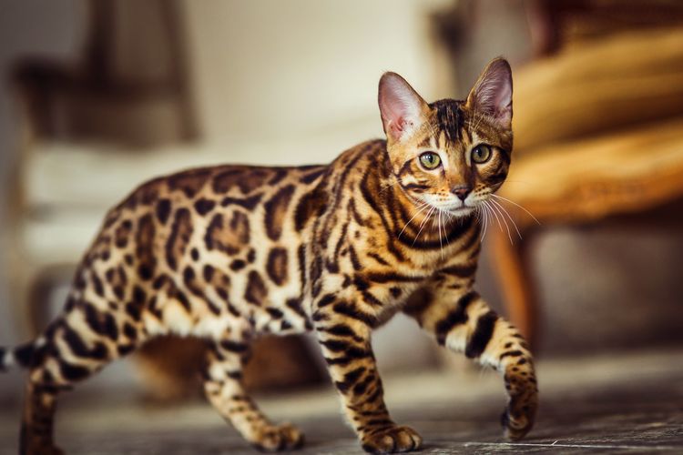 Ilustrasi kucing Bengal.