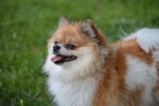 Mengenal Ras Pomeranian, Anjing Mungil dengan Bulu Lebat yang Khas