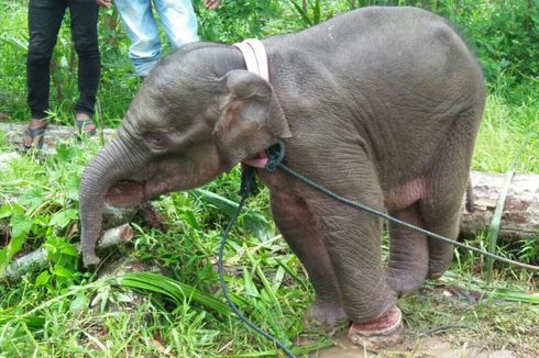Bayi Gajah Alami Luka Parah di Kaki karena Terjerat di Hutan Aceh