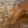 Bayi Jantan Banteng Jawa Lahir di Taman Nasional Baluran Situbondo