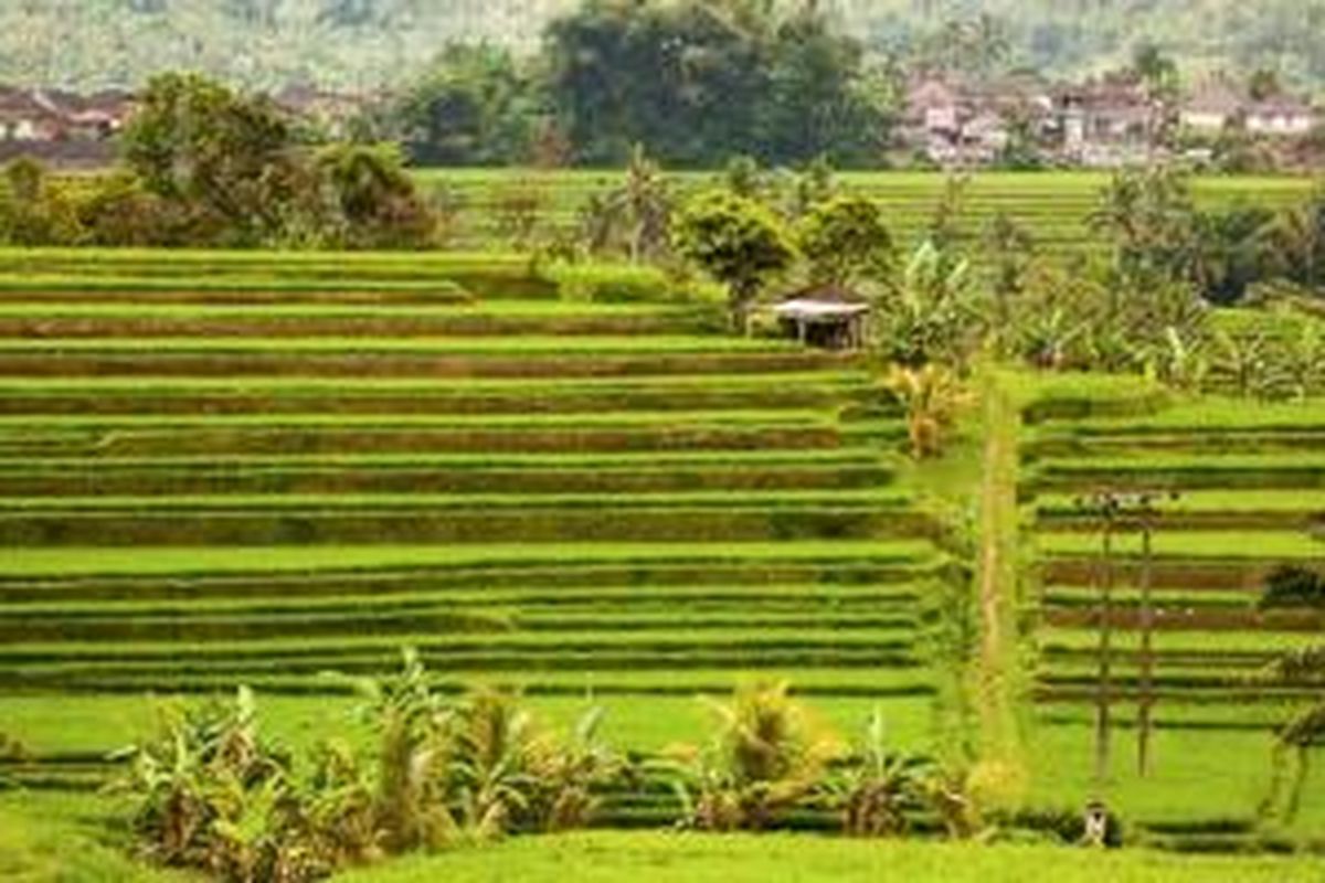 Ukustrasi: Sawah di Desa Jatiluwih di Kabupaten Tabanan, Bali.