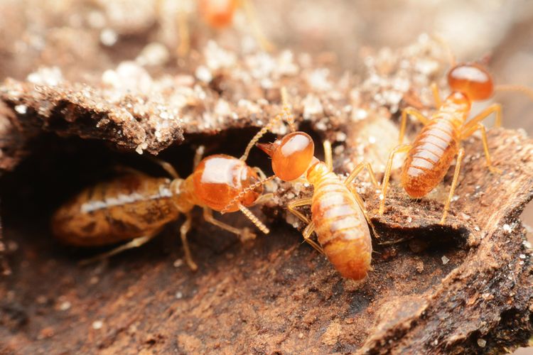 3 Bahan Alami Pembasmi Rayap yang Mudah Ditemukan