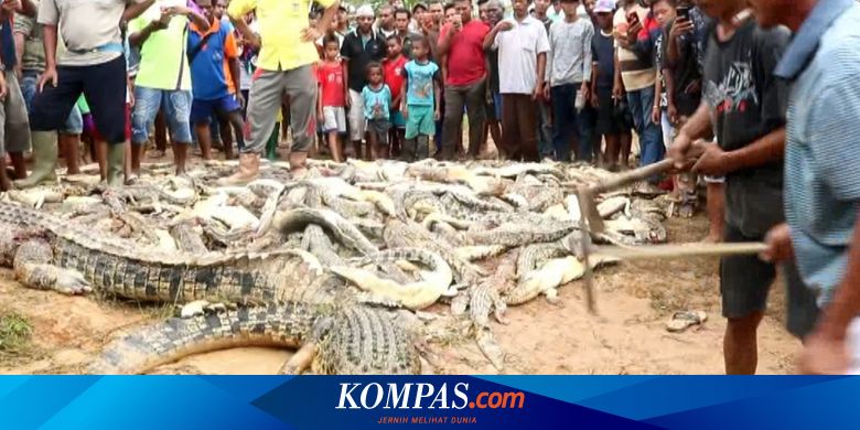 Ratusan Ekor Buaya Dibantai Warga Di Sorong