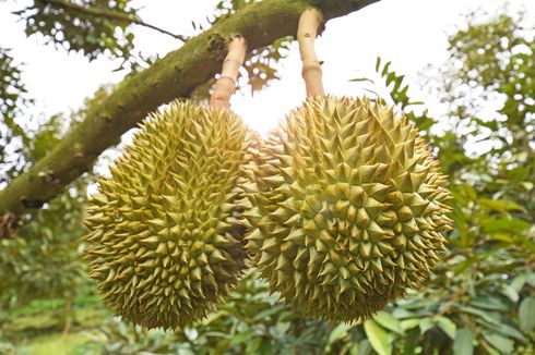 Viral, Video Emak-emak Ditipu Durian Kosong di Pasar Cheng Ho Pasuruan, Pengelola Siap Ganti 50 Buah Durian