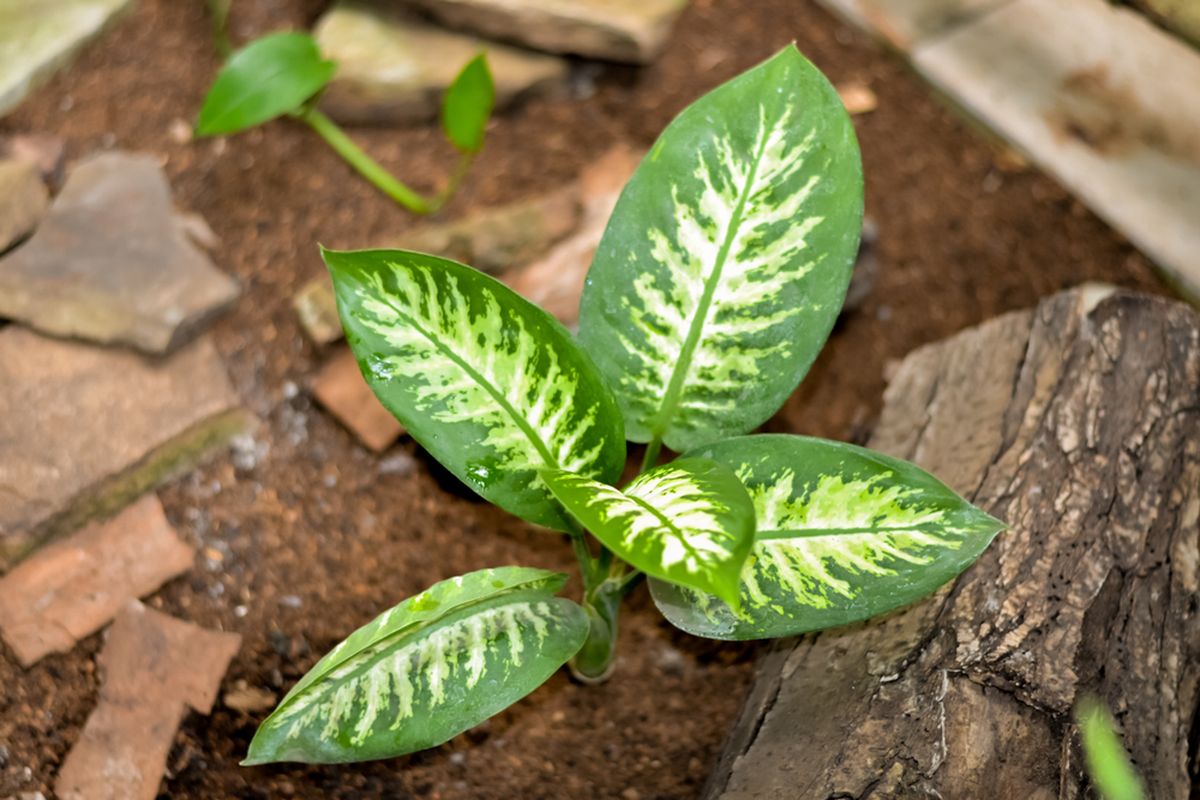 Ilustrasi Dieffenbachia atau daun bahagia