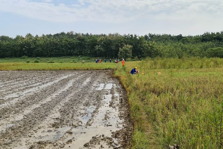 Pertamina menerjunkan tim untuk mengecek lahan yang terdampak kebocoran minyak mentah di Sambong, Blora, Jumat (16/4/2021)