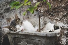 Muncul Polemik Pemberian Makan Kucing Liar, Pemerintah Akan Petakan Titik 