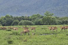 Taman Nasional Baluran Ditutup Mulai 15 Januari 2024, Ini Penyebabnya