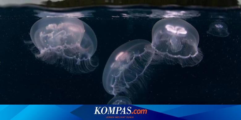 Gemar Snorkeling Waspadai 6 Hewan Laut Ini Halaman All Kompas Com