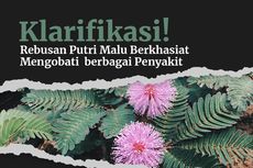 INFOGRAFIK: Benarkah Rebusan Putri Malu Berkhasiat Obati Berbagai Penyakit?