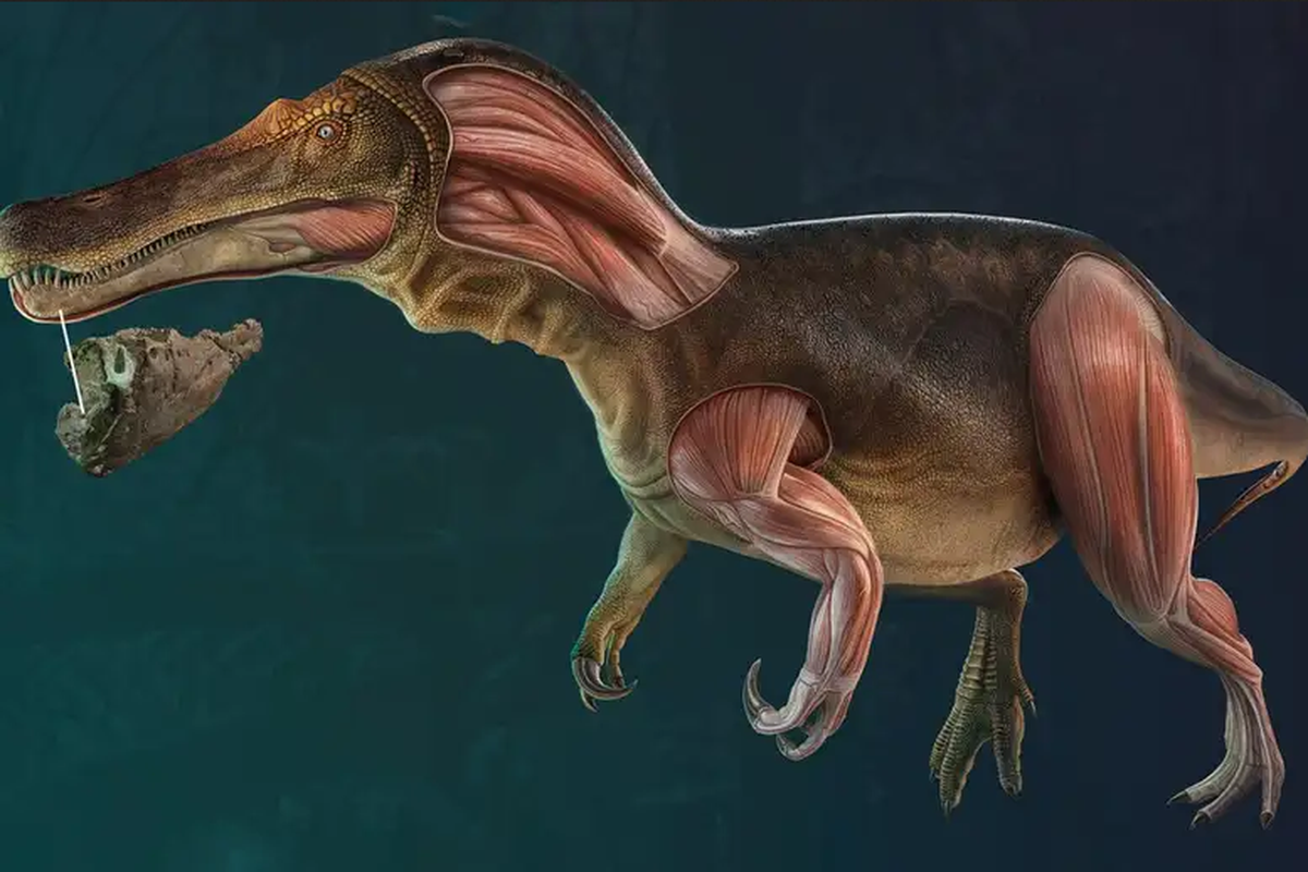 Ilustrasi spesies dinosaurus unik dari jenis spinosaurus ini memiliki kemampuan dapat menumbuhkan gigi yang tanggal karena berburu. Spesies baru dinosaurus ini dinamai Iberospinus natarioi.
