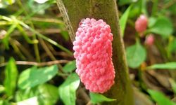 ASEAN Sepakat Lakukan Percepatan Pengendalian Spesies Invasif lewat AIM-ASEAN