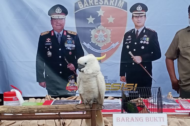 Sebanyak 40 ekor burung langka dari empat jenis spesies berbeda berhasil diamankan jajaran Satreskrim Polresta Bandung, pada Selasa (26/4/2022). Polisi juga berhasil mengamankan ES (31), pelaku yang memperdagangkan satwa tersebut beserta alat bukti lainnya.