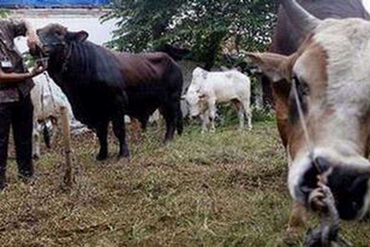 Ilustrasi: Hewan Kurban